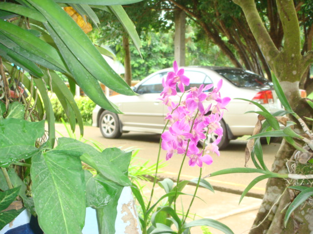คลิกเพื่อดูรูปใหญ่